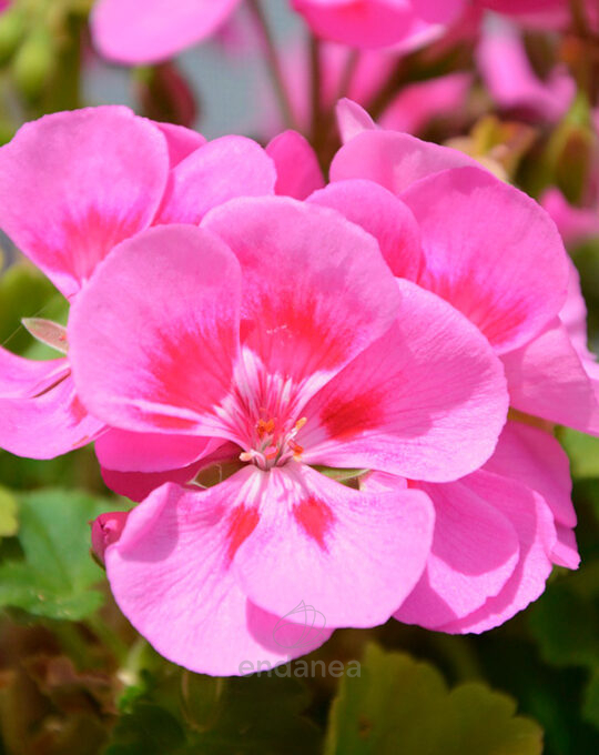 geranio-zonal-km0-flor-rosa