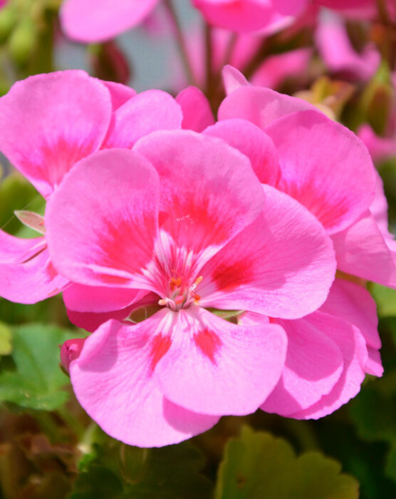geranio-zonal-km0-flor-rosa