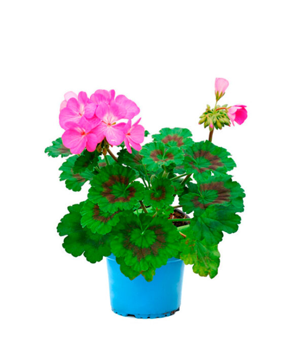 geranio-zonal-km0-planta-de-exterior