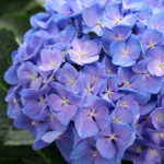 Hortensia Macrophylla Km0 Azul