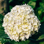 Hortensia Macrophylla Km0 Blanco