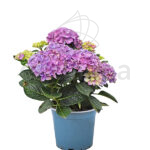 Hortensia Macrophylla Km0
