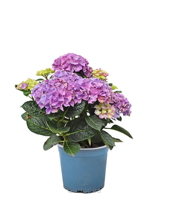 Hortensia Macrophylla Km0