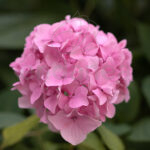 Hortensia Macrophylla Km0 Rosa