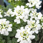 Iberis Km0 Planta de Exterior Flores