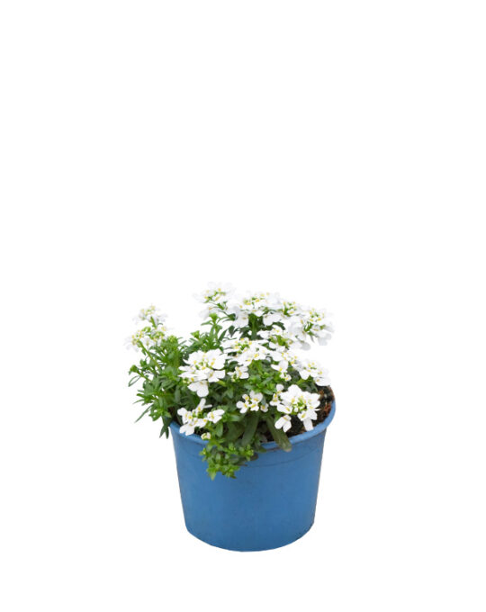 iberis-km0-primavera-verano-planta-de-exterior