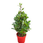 Laurus Nobilis (Laurel) Planta de Exterior