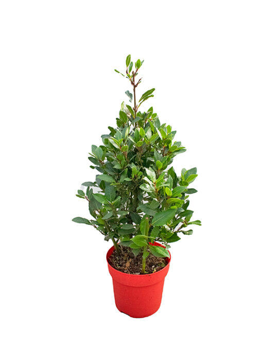 laurel-nobilis-planta-de-exterior