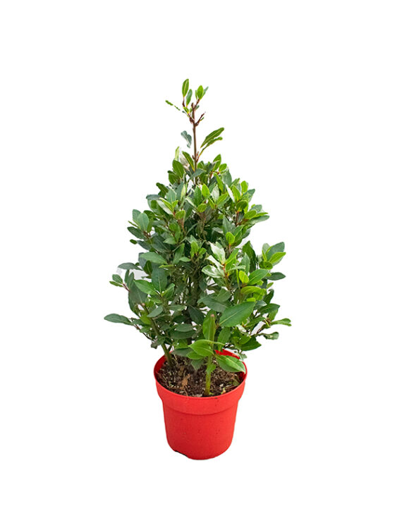 Laurus Nobilis (Laurel) Planta de Exterior