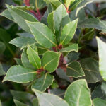 Laurus Nobilis (Laurel) Planta de Exterior Hojas