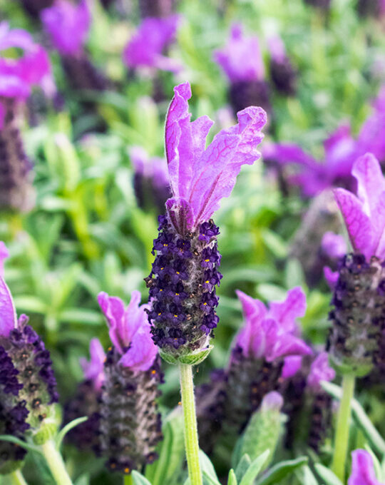 lavandula-stoechas-planta-de-exterior-flores