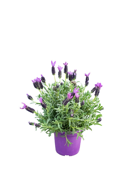 lavandula-stoechas-planta-de-exterior-primavera-verano