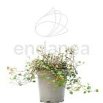 Muehlenbeckia - Enredadera de Alambre Planta de Exterior