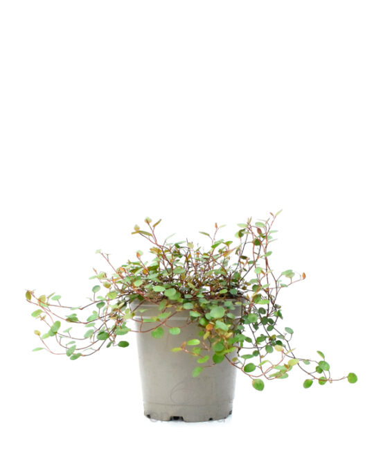 muehlenbeckia-planta-de-exterior