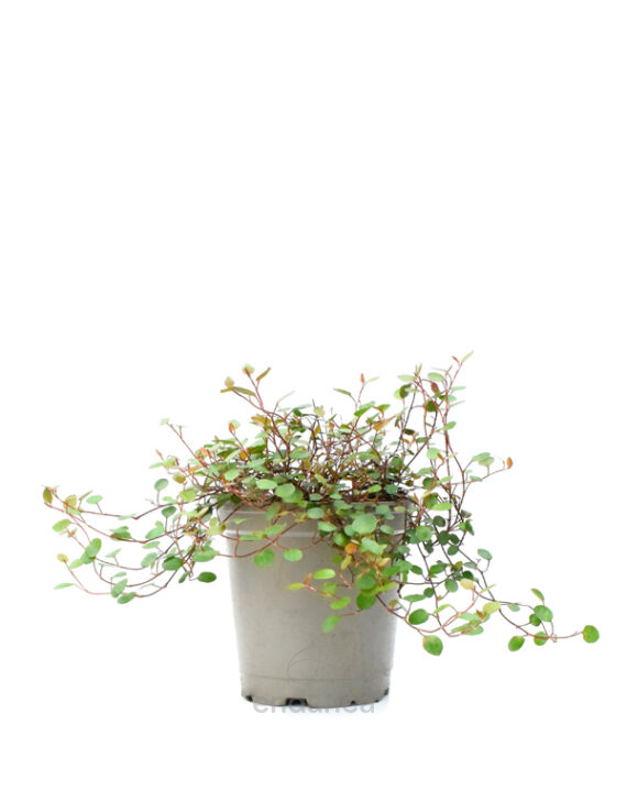 Muehlenbeckia - Enredadera de Alambre Planta de Exterior