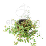 Muehlenbeckia - Enredadera de Alambre Planta de Exterior