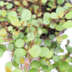 Muehlenbeckia - Enredadera de Alambre Planta de Exterior