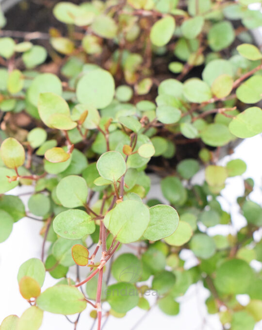 muehlenbeckia-planta-de-exterior-detalle
