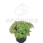 Orégano Planta Hortícola de Exterior