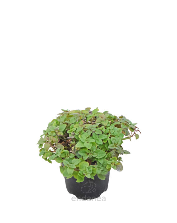 Orégano Planta Hortícola de Exterior