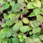 Orégano Planta Hortícola de Exterior Hojas