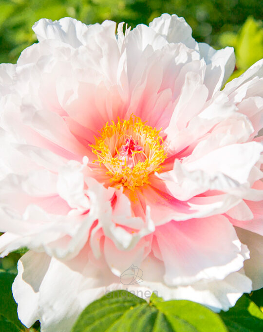 peonia-itoh-mix-blanca-detalle-flor