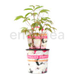 Peonía Itoh Mix Blanca