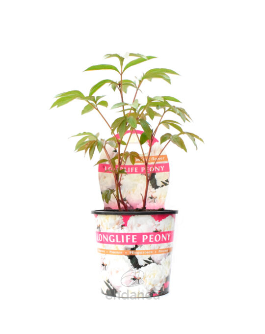 peonia-itoh-mix-blanca-planta-de-exterior