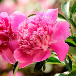 Peonía Itoh Mix Flor Rosa