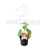 Physalis Planta de Exterior