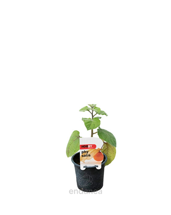 Physalis Planta de Exterior