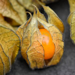 Physalis Planta de Exterior con fruto