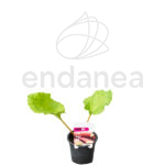Ruibarbo Plantas de Exterior