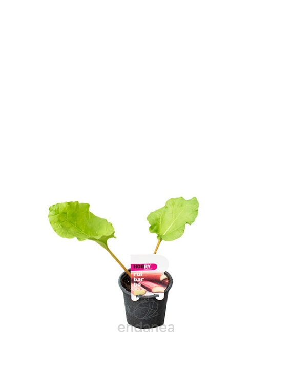 Ruibarbo Plantas de Exterior