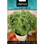 Semillas Albahaca Gigante Genovesa Batlle