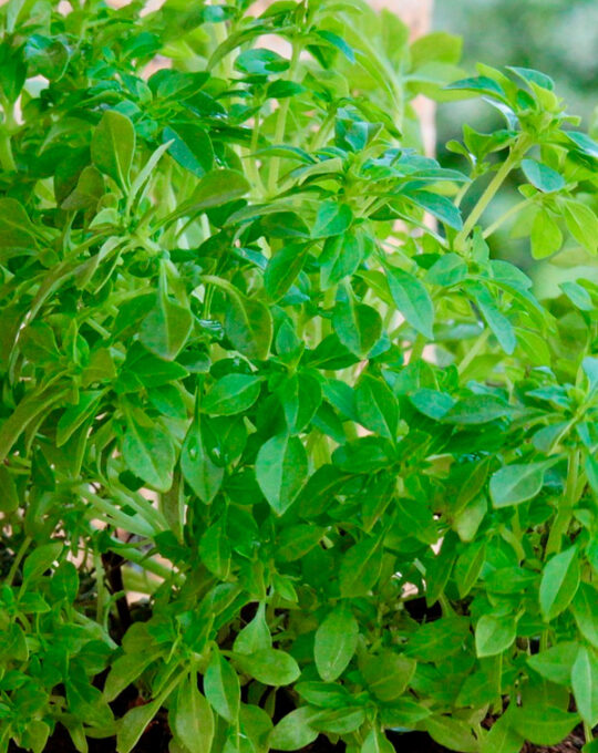 semilla-albahaca-hoja-fina-batlle-1