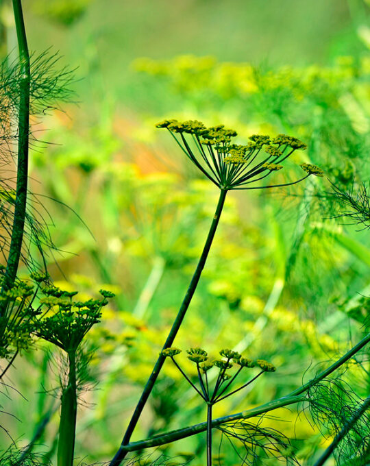 semilla-arbol-de-anis-batlle-1