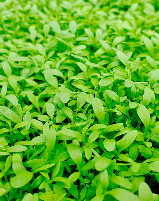 semilla-berro-de-jardin-batlle-1