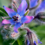 Semillas Borraja Officinalis Batlle Flores
