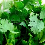 Cilandro / Cilantro