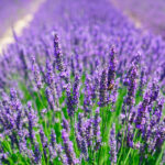 Semillas Lavanda Officinalis Batlle Flores