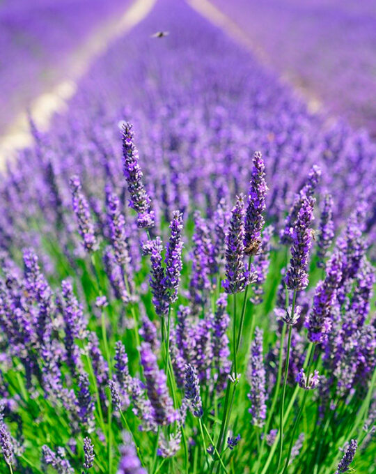 semilla-lavanda-officinalis-batlle-1
