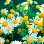 Semillas Manzanilla Camomila Batlle Flores