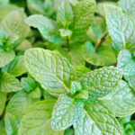 Semillas Menta Piperita Batlle Hojas