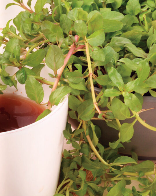 semilla-poleo-menta-batlle-1