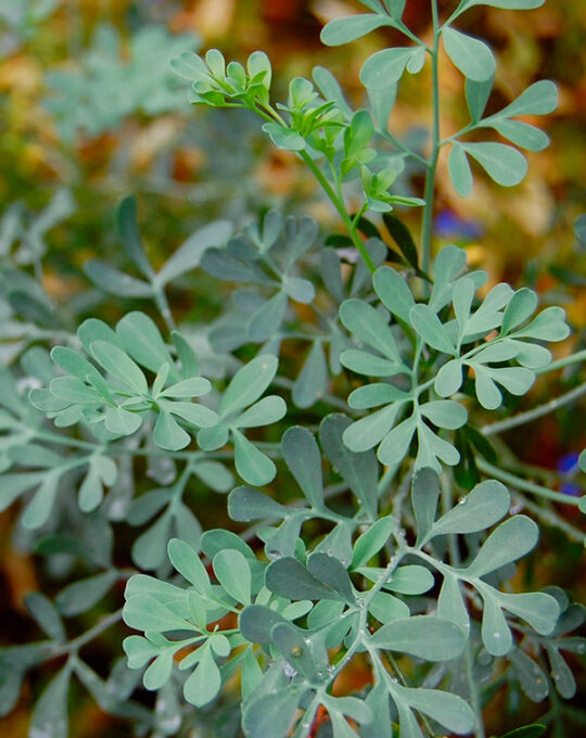 semilla-ruda-batlle-1