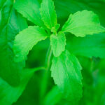 Semillas Stevia Batlle
