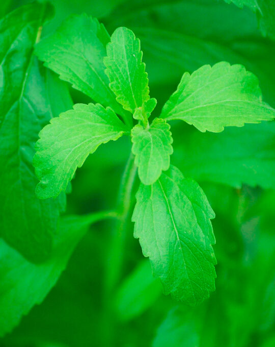 semilla-stevia-edulcorante-natural-batlle-1