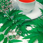 Semillas Valeriana Officinalis Batlle