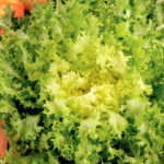 Semillas Ecológicas Escarola Moss Curled Batlle